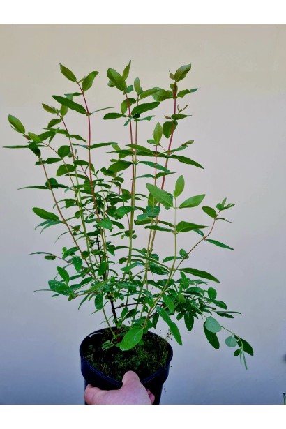 Жимолость їстівна Дочка Велетня - 3л/вис.30-40см/Ø20-30см